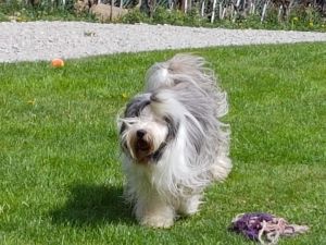 Dog Photo