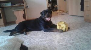 Dog Photo