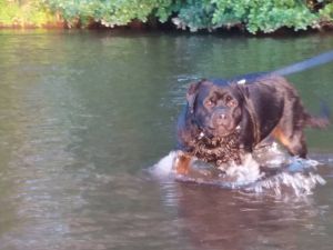 Dog Photo