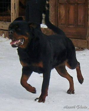Dog Photo
