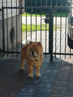 Dog Photo