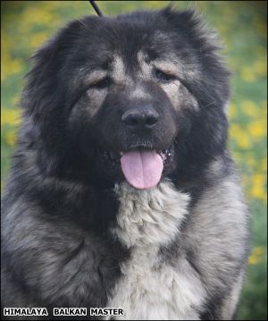 Dog Photo