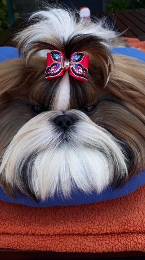 Dog Photo