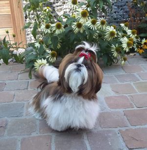 Dog Photo