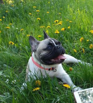 Dog Photo