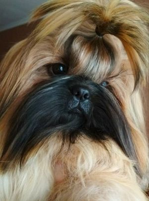 Dog Photo