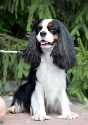 Dog Photo