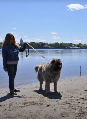 Dog Photo