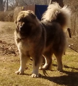 Dog Photo