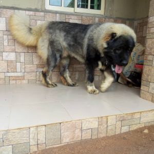 Dog Photo