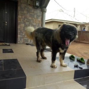 Dog Photo