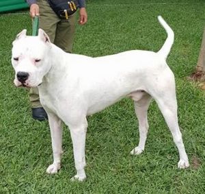 Dog Photo