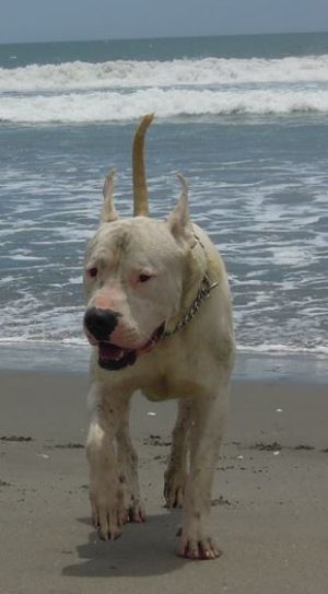 Dog Photo
