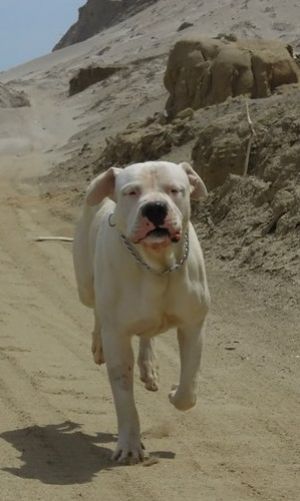 Dog Photo