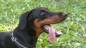 Dog Photo