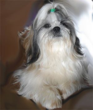 Dog Photo