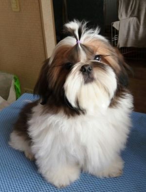 Dog Photo