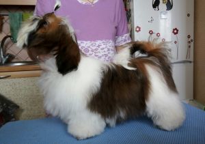 Dog Photo