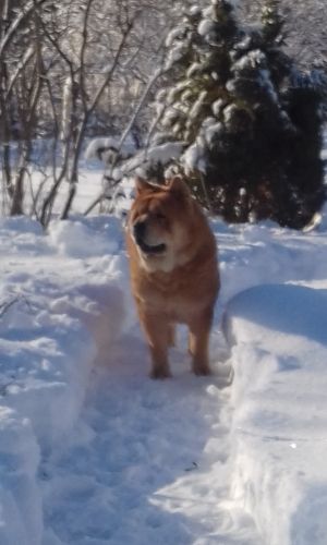 Dog Photo