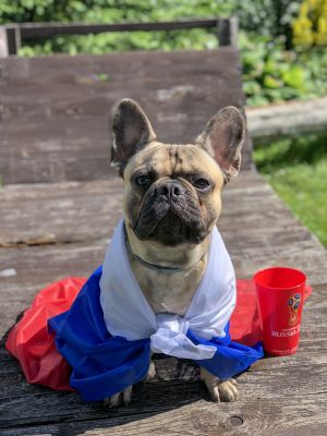 Dog Photo