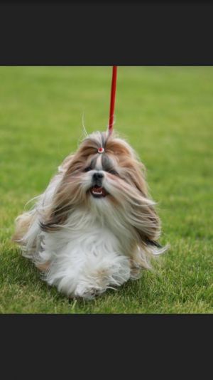 Dog Photo