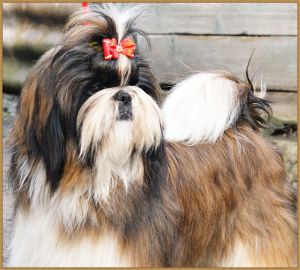 Dog Photo