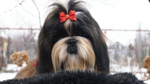 Dog Photo