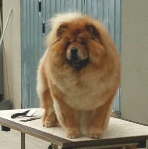 Dog Photo