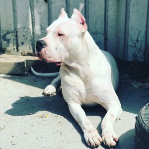 Dog Photo