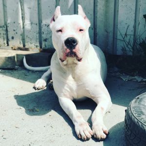 Dog Photo