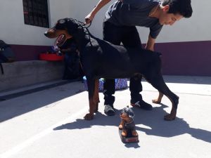 Dog Photo