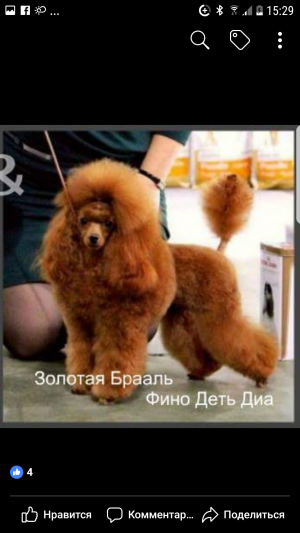 Dog Photo