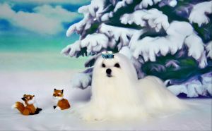 Dog Photo
