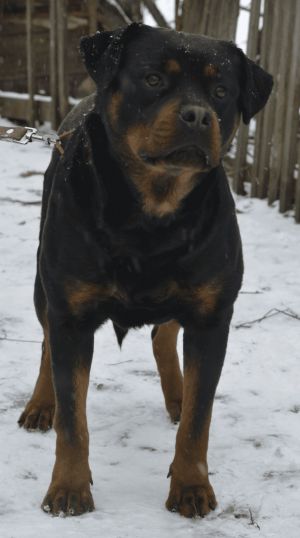 Dog Photo