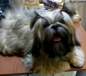 Dog Photo