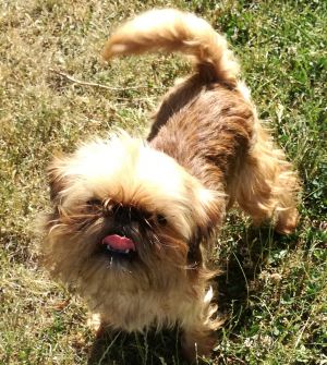 Dog Photo