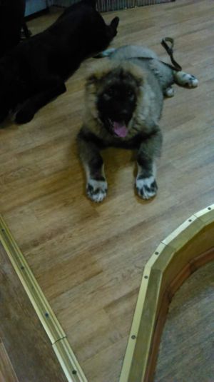 Dog Photo