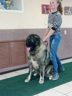 Dog Photo