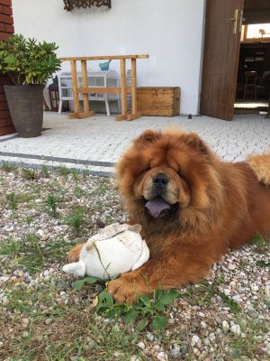 Dog Photo
