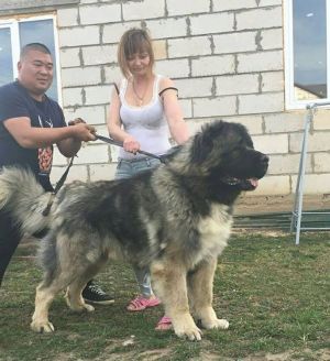 Dog Photo