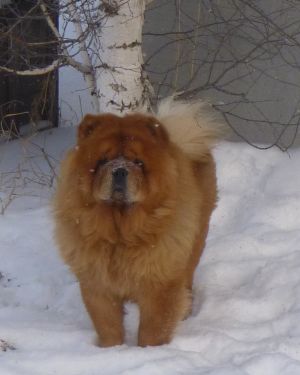 Dog Photo