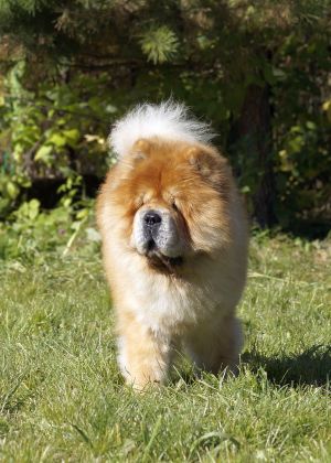 Dog Photo