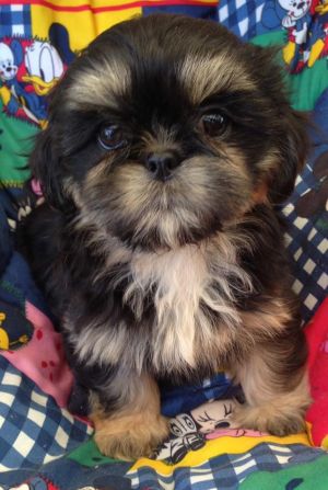 Dog Photo