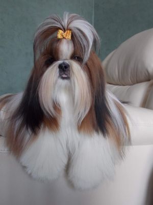 Dog Photo