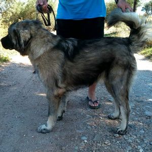 Dog Photo