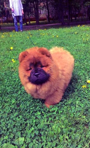 Dog Photo