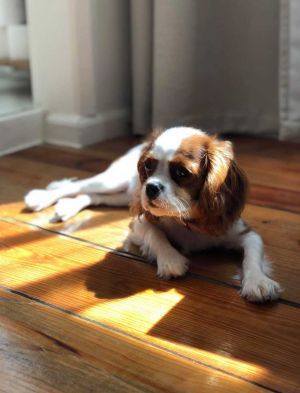 Dog Photo