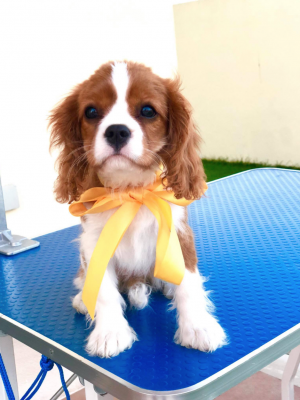 Dog Photo