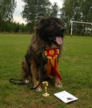 Dog Photo
