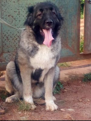 Dog Photo